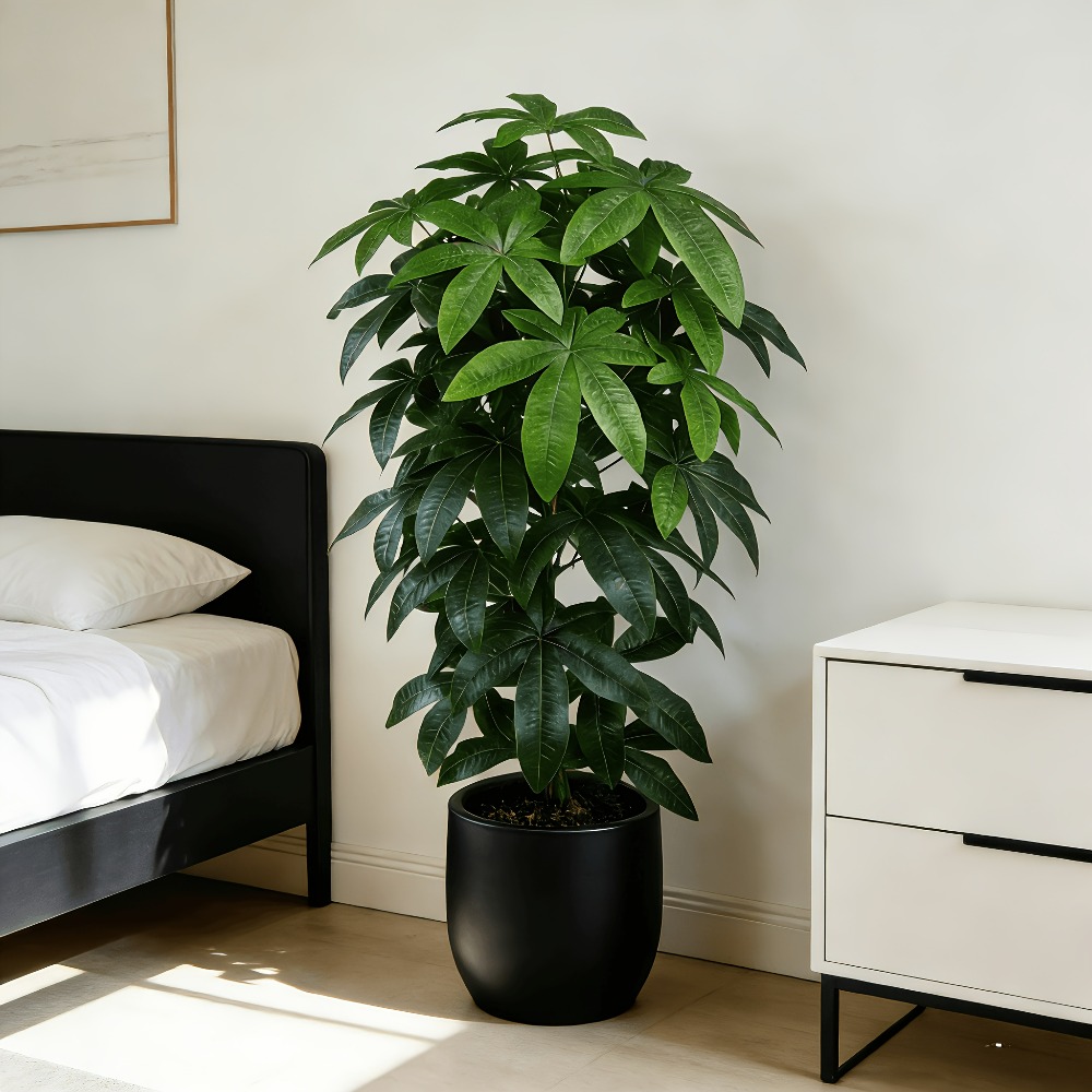 Snake Plant - 人工の金のなる木パキラ・アクアティカは、科学的にも知られる金のなる木・平和の木として、緑の枝と鮮やかな葉が特徴です。