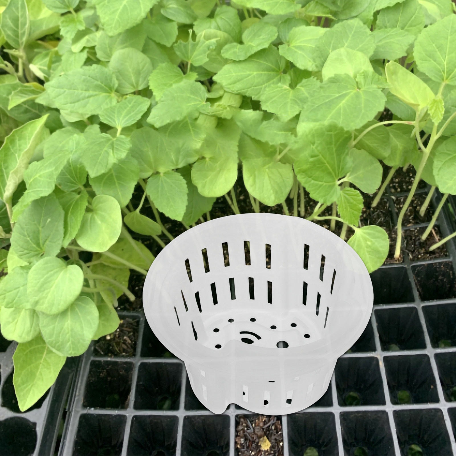 4個入り、厚手のプラスチック製メッシュネット付きプランター。 - Indoor Plants のレビューと価格