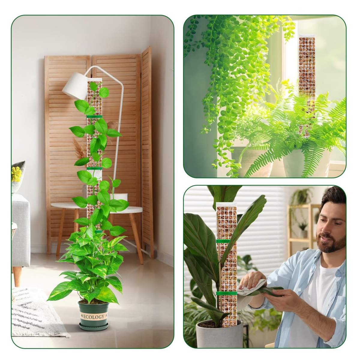 モンステラやポトス、フィロデンドロンなどの観葉植物を支えるた - Plant Support Stake のレビューと価格