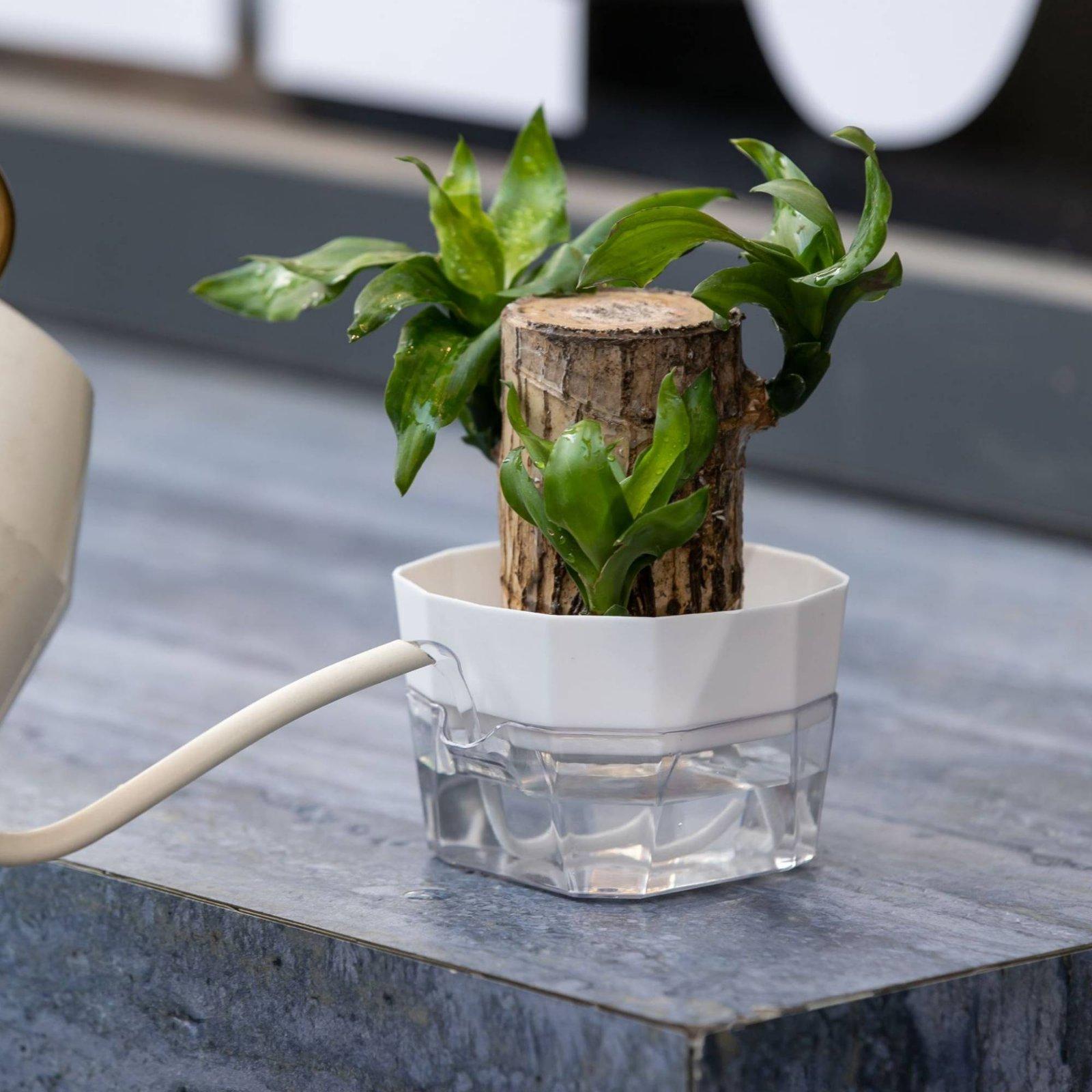 水耕栽培用花瓶 二層式自動給水プランター 透明PET製植木鉢 - Indoor Plants のレビューと価格
