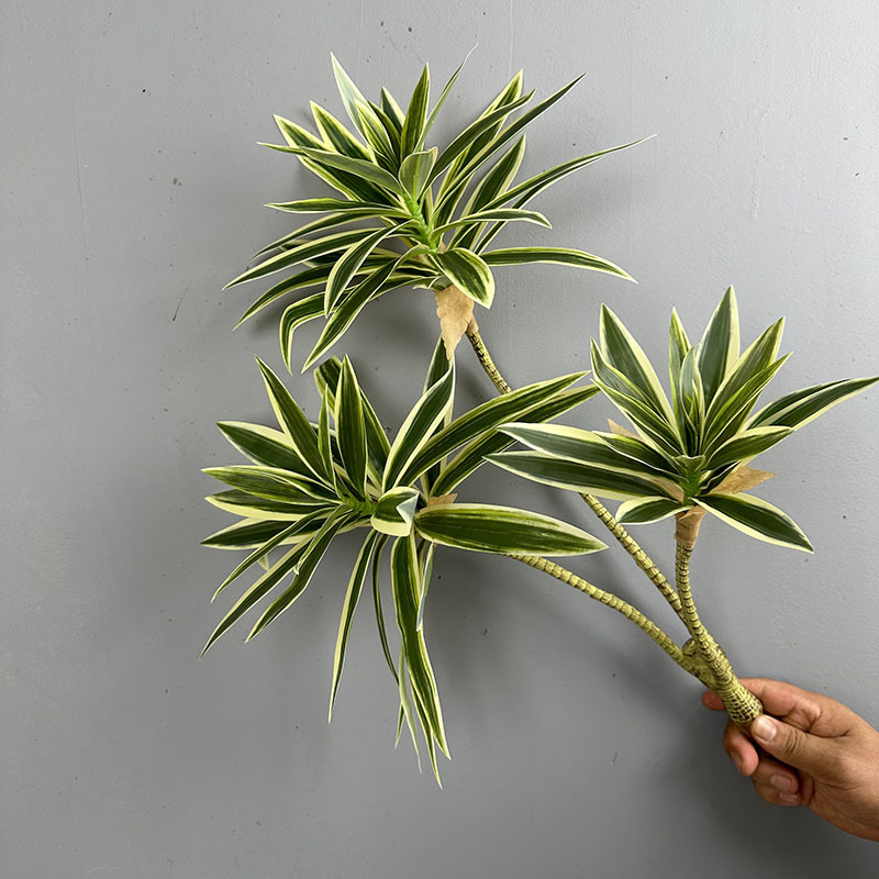 シミュレートされた緑の植物、3つの頭を持つユリの竹、ドラセナ - Snake Plant のレビューと価格